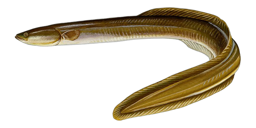 American eel, side view illustration, head facing left