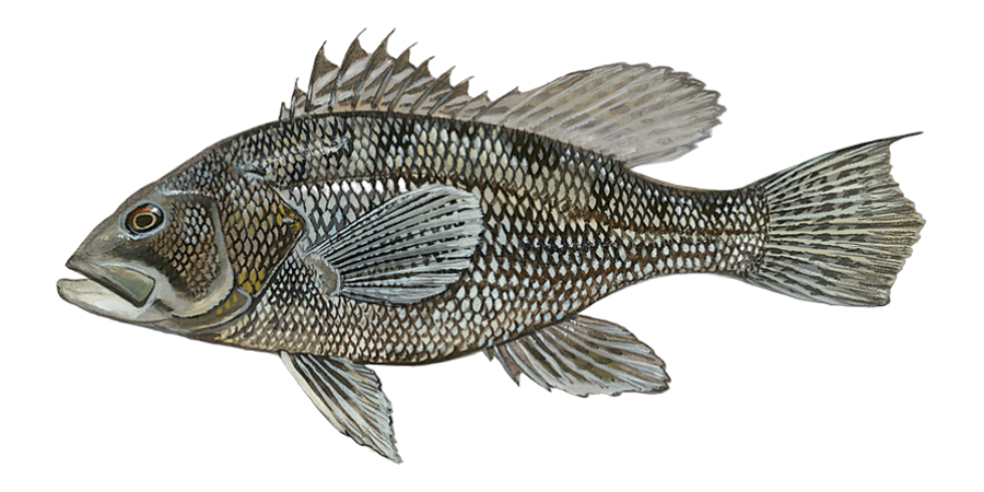 Black sea bass, side view illustration, head facing left