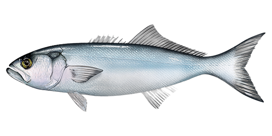 Bluefish, side view illustration, head facing left