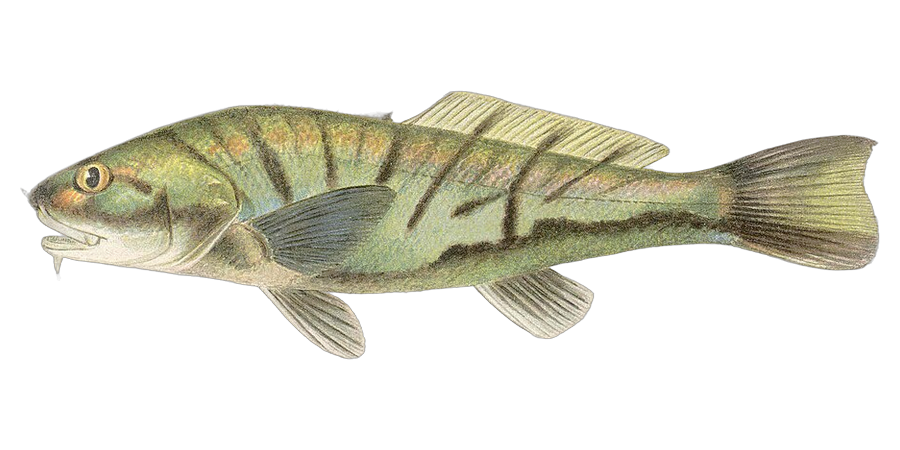 Kingfish, side view illustration, head facing left
