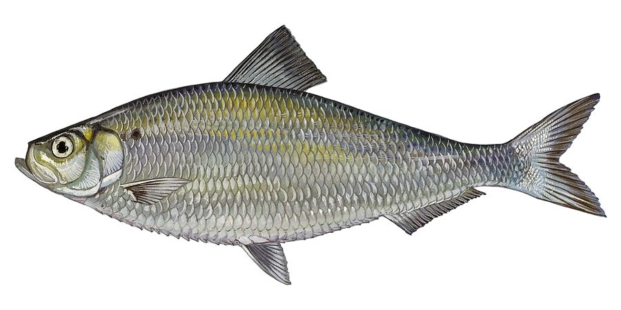 River herring, side view illustration, head facing left