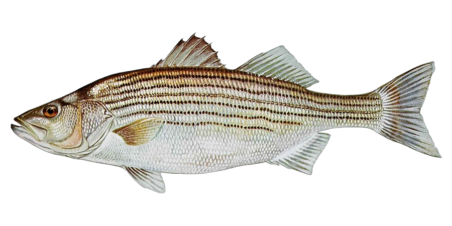 Striped bass / hybrid, side view illustration, head facing left